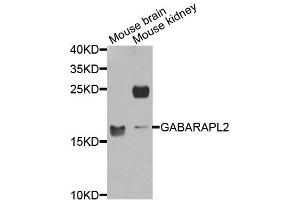 Western blot analysis of extracts of various cell lines, using GABARAPL2 antibody (ABIN5974960) at 1/1000 dilution. (GABARAPL2 antibody)