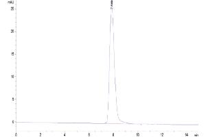 The purity of Canine CD46 is greater than 95 % as determined by SEC-HPLC. (CD46 Protein (CD46) (AA 45-344) (His tag))