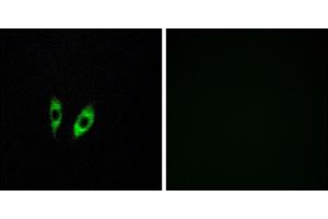 Immunofluorescence analysis of HeLa cells, using GP antibody. (GPR156 antibody)