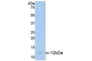 Detection of Recombinant MTNR1A, Mouse using Polyclonal Antibody to Melatonin Receptor 1A (MTNR1A) (Melatonin Receptor 1A antibody  (AA 300-353))