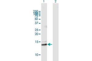 Western Blot analysis of PLA2G2E expression in transfected 293T cell line by PLA2G2E MaxPab polyclonal antibody. (PLA2G2E antibody  (AA 1-142))