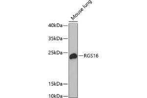 Western blot analysis of extracts of mouse lung, using RGS16 antibody (ABIN1682525, ABIN3018505, ABIN3018506 and ABIN6220488) at 1:1000 dilution. (RGS16 antibody  (AA 1-202))
