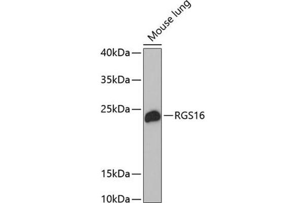 RGS16 antibody  (AA 1-202)