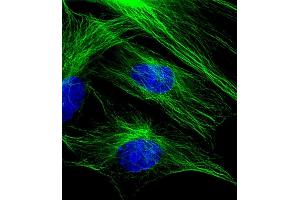 Immunofluorescent analysis of 4 % paraformaldehyde-fixed, 0. (TUBB antibody  (AA 46-78))