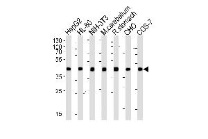 Western blot analysis of lysates from HepG2, HL-60, mouse NIH/3T3 cell line, mouse cerebellum and rat stomach tissue lysate, CHO, COS-7 cell line lysate(from left to right), using Beta-actin Antibody (ABIN387755 and ABIN2838006). (beta Actin antibody)