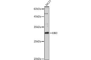 Western blot analysis of extracts of MCF7 cells, using EBI3 Rabbit mAb (ABIN7268011) at 1:1000 dilution. (EBI3 antibody)