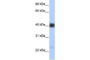 Western Blotting (WB) image for anti-Sarcoglycan, beta (43kDa Dystrophin-Associated Glycoprotein) (SGCB) antibody (ABIN2458826) (SGCB antibody)