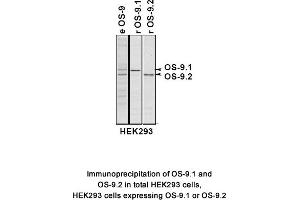 Image no. 2 for anti-Osteosarcoma Amplified 9, Endoplasmic Reticulum Lectin (OS9) (AA 300-400), (Isoform 1) antibody (ABIN363453) (OS9 antibody  (Isoform 1))