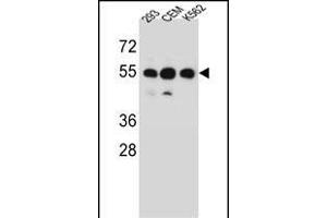 ZN Antibody (N-term) (ABIN656601 and ABIN2845861) western blot analysis in 293,CEM,K562 cell line lysates (35 μg/lane). (ZNF562 antibody  (N-Term))