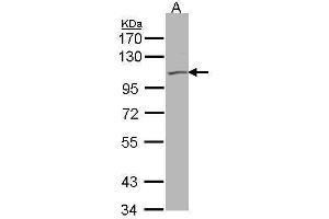 WB Image Sample(30 μg of whole cell lysate) A:293T 7. (KCNQ5 antibody)