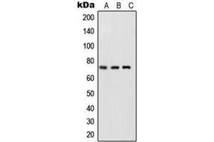 Western blot analysis of NF-kappaB p65 (pS468) expression in HeLa TNFa-treated (A), NIH3T3 LPS-treated (B), rat brain (C) whole cell lysates. (NF-kB p65 antibody  (C-Term, pSer468))