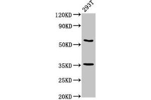 Western Blot Positive WB detected in: 293T whole cell lysate All lanes: LPP antibody at 7. (LPP antibody  (AA 227-391))
