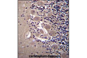 NPTXR Antibody (Center) (ABIN657067 and ABIN2846231) immunohistochemistry analysis in formalin fixed and paraffin embedded human cerebellum tissue followed by peroxidase conjugation of the secondary antibody and DAB staining.