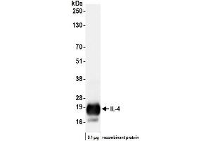 anti-Interleukin 4 (IL4) (AA 25-153) antibody