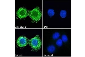 ABIN184668 Immunofluorescence analysis of paraformaldehyde fixed A431 cells, permeabilized with 0. (DDAH2 antibody  (C-Term))