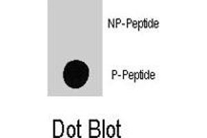 Dot blot analysis of MAP4K4 (phospho S801) polyclonal antibody  on nitrocellulose membrane. (MAP4K4 antibody  (pSer801))