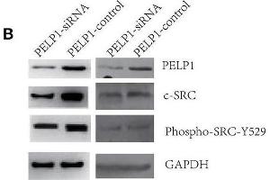 PELP1 knockdown downregulated c-Src-PI3K-Erk pathway. (Src antibody  (AA 410-536))