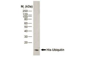 Western blot analysis of His-Ubiquitin recombinant protein probed with MOUSE ANTI HISTIDINE TAG:HRP (ABIN119352).
