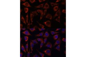 Immunofluorescence analysis of L929 cells using MRPS7 antibody (ABIN7268588) at dilution of 1:100. (MRPS7 antibody  (AA 110-190))