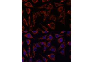 Immunofluorescence analysis of L929 cells using MRPS7 antibody (ABIN7268588) at dilution of 1:100. (MRPS7 antibody  (AA 110-190))