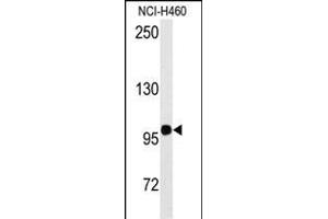 Western blot analysis of anti-HIPK2 Antibody  f in NCI- cell line lysates (35 μg/lane). (HIPK2 antibody  (AA 344-372))