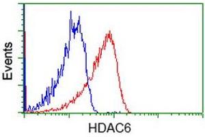 Image no. 3 for anti-Histone Deacetylase 6 (HDAC6) antibody (ABIN1498620) (HDAC6 antibody)