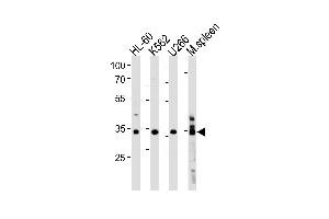 GFI1B Antibody (C-term) (ABIN1881370 and ABIN2843371) western blot analysis in HL-60,K562, cell line and mouse spleen lysates (35 μg/lane). (GFI1B antibody  (C-Term))
