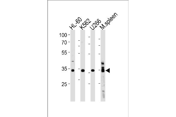 GFI1B antibody  (C-Term)