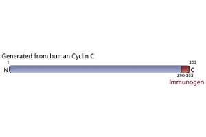 Image no. 1 for anti-Cyclin C (CCNC) (AA 290-303) antibody (ABIN967636) (Cyclin C antibody  (AA 290-303))