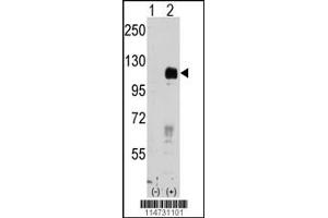 Western blot analysis of EphB4 using rabbit polyclonal EphB4 Antibody.