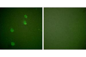 Peptide - +Immunofluorescence analysis of NIH/3T3 cells, using Cullin 2 antibody (#C0163). (Cullin 2 antibody)