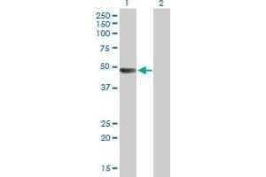 Western Blot analysis of ARHGAP25 expression in transfected 293T cell line by ARHGAP25 MaxPab polyclonal antibody. (ARHGAP25 antibody  (AA 1-458))