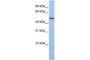 WB Suggested Anti-LOXL1 Antibody Titration: 0. (LOXL1 antibody  (N-Term))