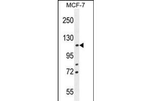 BCLAF1 Antibody (C-term) (ABIN654941 and ABIN2844582) western blot analysis in MCF-7 cell line lysates (35 μg/lane). (BCLAF1 antibody  (C-Term))