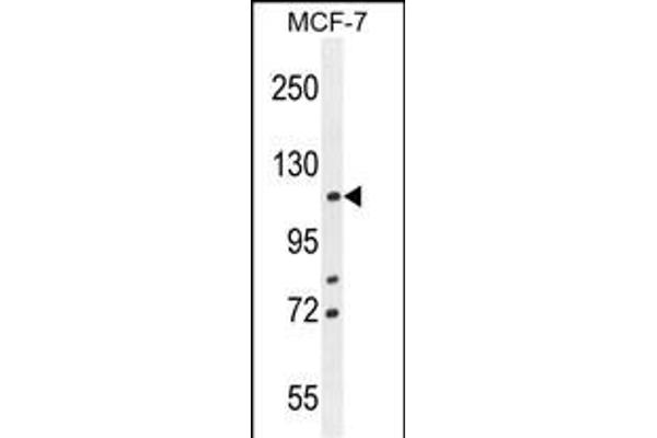 BCLAF1 antibody  (C-Term)