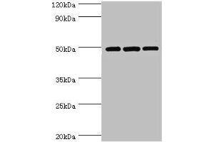 DCP2 antibody  (AA 1-240)