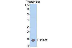 Western Blotting (WB) image for anti-Collagen, Type II, alpha 1 (COL2A1) (AA 1226-1331) antibody (ABIN3204609) (COL2A1 antibody  (AA 1226-1331))
