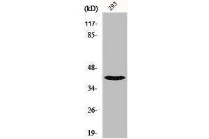 Western Blot analysis of 293 cells using NBPF1/9/10/12/14/15/16/20 Polyclonal Antibody (NBPF12/NBPF1/NBPF1/NBPF9/NBPF2/NBPF15/NBPF14 (C-Term) antibody)