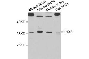 Western blot analysis of extracts of various cell lines, using LHX8 antibody (ABIN5971078) at 1/1000 dilution. (LHX8 antibody)