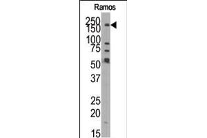 Western blot analysis of anti-JMJD1B (N-term) Pab in Ramos cell line lysate. (KDM3B antibody  (N-Term))