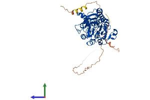 AlphaFold protein structure predicition of Mouse Recombinant Ctbp2 Protein, UniprotID P56546