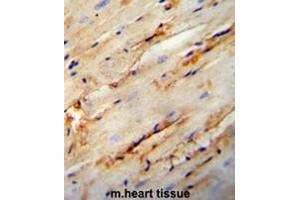 COL5A1 antibody (N-term) immunohistochemistry analysis in formalin fixed and paraffin embedded mouse heart tissue followed by peroxidase conjugation of the secondary antibody and DAB staining.