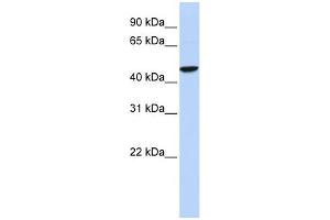 WB Suggested Anti-GABRR2 Antibody Titration:  0. (GABRR2 antibody  (Middle Region))