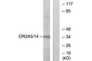 Western blot analysis of extracts from K562 cells, using OR2A5/2A14 Antibody. (OR2A5/2A14 (AA 241-290) antibody)