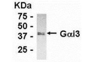Western Blotting (WB) image for anti-Guanine Nucleotide Binding Protein (G Protein), alpha Inhibiting Activity Polypeptide 3 (GNAI3) (C-Term) antibody (ABIN2467820) (GNAI3 antibody  (C-Term))