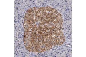 Immunohistochemical staining of human pancreas with TMED8 polyclonal antibody  shows strong cytoplasmic positivity in islet cells. (TMED8 antibody)