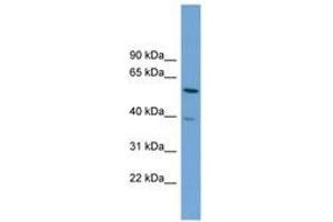 Image no. 1 for anti-Target of Myb 1 (TOM1) (AA 359-408) antibody (ABIN6743618) (TOM1 antibody  (AA 359-408))