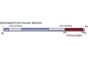 Image no. 3 for anti-Gelsolin (GSN) (AA 592-768) antibody (ABIN967953) (Gelsolin antibody  (AA 592-768))