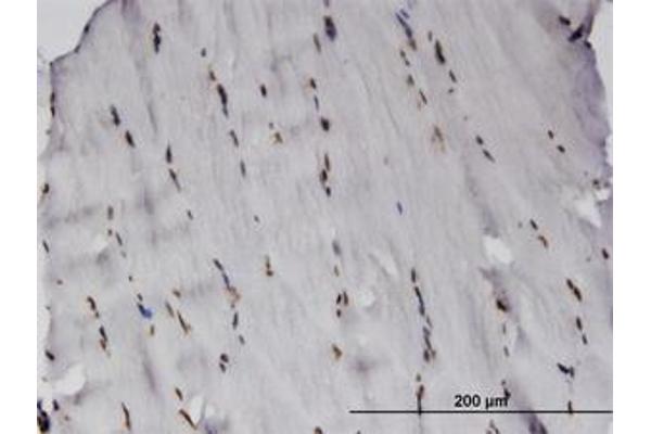 RCSD1 antibody  (AA 181-290)