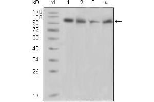Western blot analysis using PYK2 mouse mAb against Raji (1), PMA induced THP-1 (2), Jurkat (3) and Ramos (4) cell lysate.